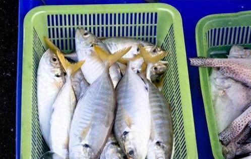 门鱼在线观看,揭秘神秘海洋生物的奇幻之旅